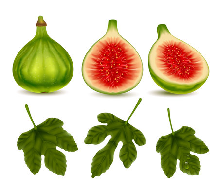 Green Fig Realistic Setのイラスト素材