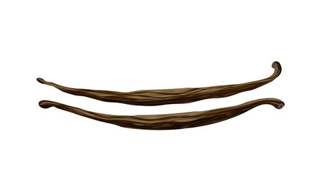 Realistic Vanilla Beansのイラスト素材