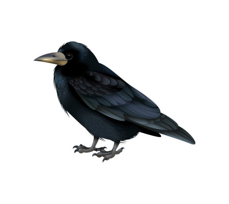 Raven Rook Bird Compositionのイラスト素材