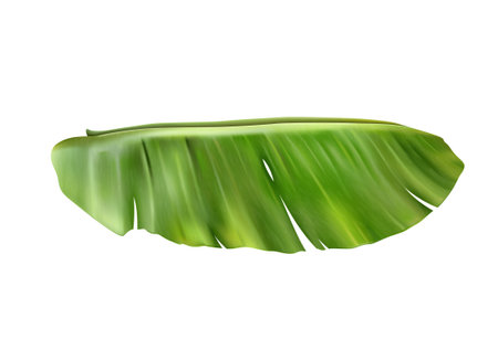 Banana Leaf Realistic Compositionのイラスト素材