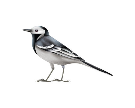White Wagtail Bird Compositionのイラスト素材