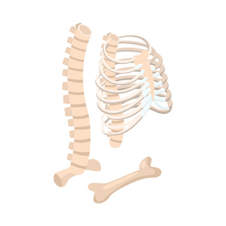 Human Bones Anatomy Compositionのイラスト素材