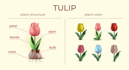 Tulip Flower Infographic Compositionのイラスト素材