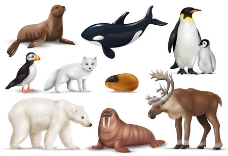 Arctic Animals Setのイラスト素材