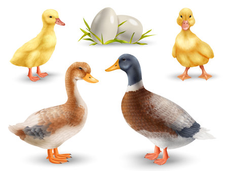 Realistic Ducks Setのイラスト素材