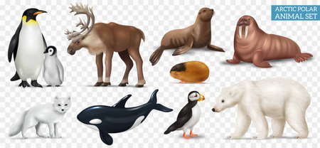 Realistic Arctic Animals Setのイラスト素材
