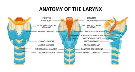Larynx Cartilage Anatomy Compositionのイラスト素材