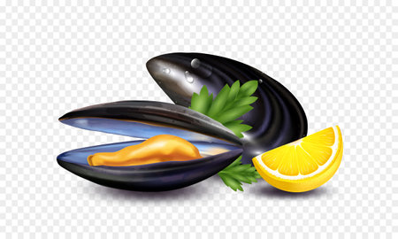 Realistic Mussels Transparent Compositionのイラスト素材