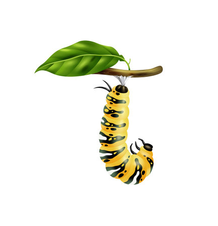 Butterfly Life Cycle Stageのイラスト素材