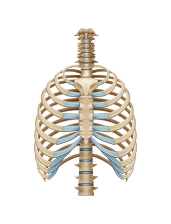 Realistic Chest Bonesのイラスト素材