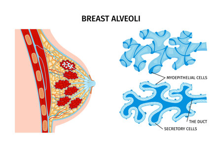 Breast Alveoli Anatomy Compositionのイラスト素材
