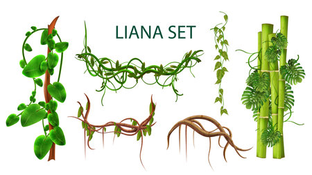 Liana Realistic Setのイラスト素材