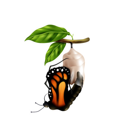 Butterfly Life Cycle Stageのイラスト素材