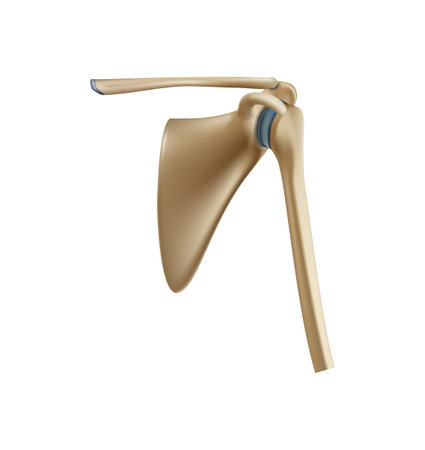 Realistic Scapula Boneのイラスト素材