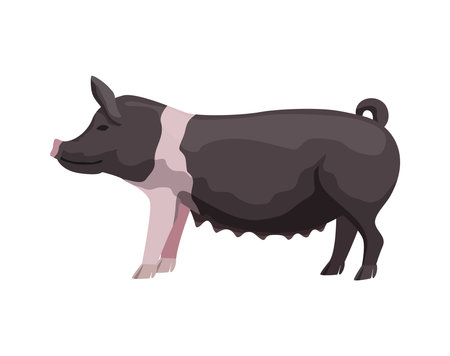 Flat Pig Illustrationのイラスト素材