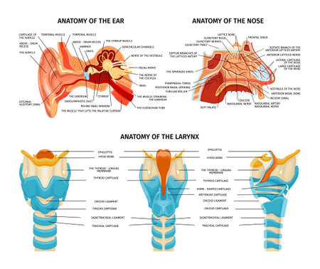 Ear Nose Anatomy Setのイラスト素材
