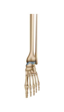 Realistic Foot Bonesのイラスト素材