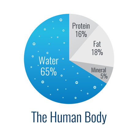 Human Body Compositionのイラスト素材
