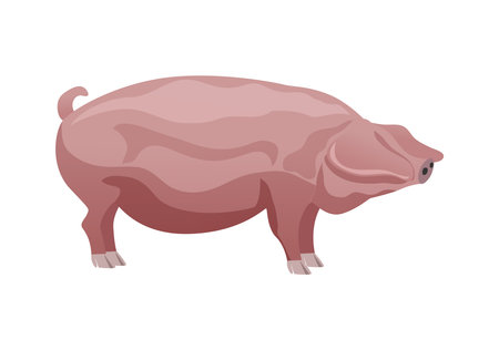 Flat Pig Illustrationのイラスト素材