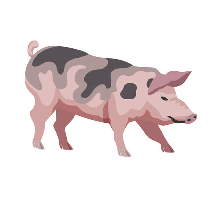 Flat Pig Illustrationのイラスト素材