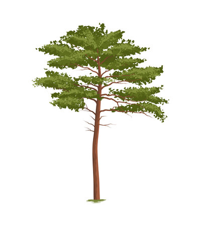 Realistic Pine Treeのイラスト素材