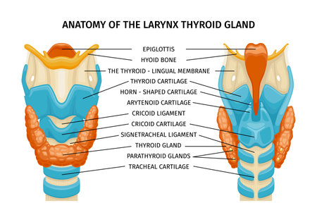 Thyroid Trachea Anatomy Compositionのイラスト素材
