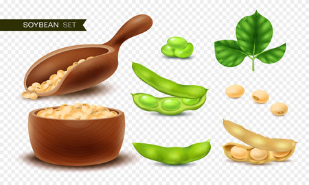 Realistic Soybean Setのイラスト素材