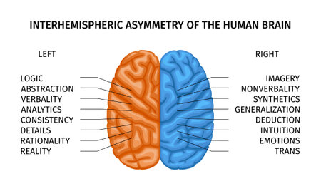 Human Brain Asymmetry Compositionのイラスト素材
