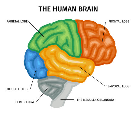 Human Brain Anatomy Compositionのイラスト素材