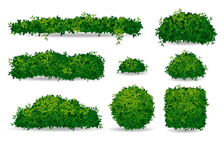 Bushes Realistic Setのイラスト素材