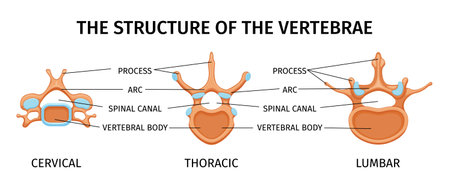 Structure Of Vertebrae Compositionのイラスト素材