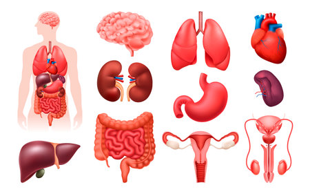 Realistic Anatomical of the Human Body Organs Collectionのイラスト素材