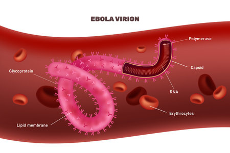 A detailed composition showing an Ebola virion with labels for lipid membrane capsid and RNA in realistic styleのイラスト素材