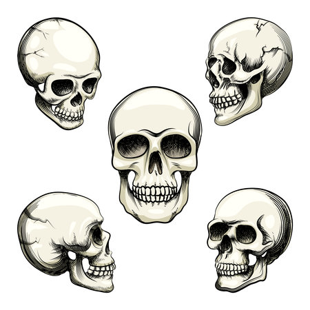 Set of five different greyscale views of a naturalistic human skull with teeth  vector illustration isolated on whiteのイラスト素材