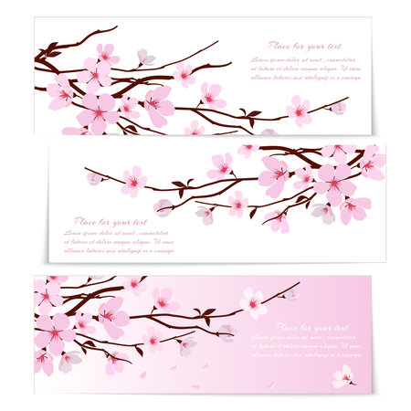Three banners with fresh pink ornamental Sakura flowers  or cherry blossom  symbolic of spring on long twigs on white and pink backgrounds with copyspace for textのイラスト素材