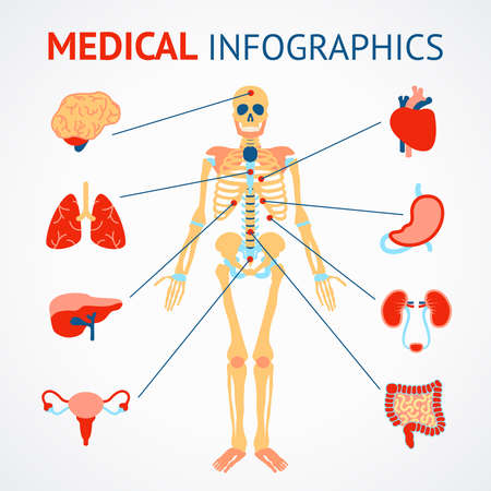 Medical infographic set of human skeleton and internal organs vector illustrationのイラスト素材