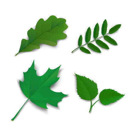 Summer leaves set oak, maple, ash and birch vector illustrationのイラスト素材