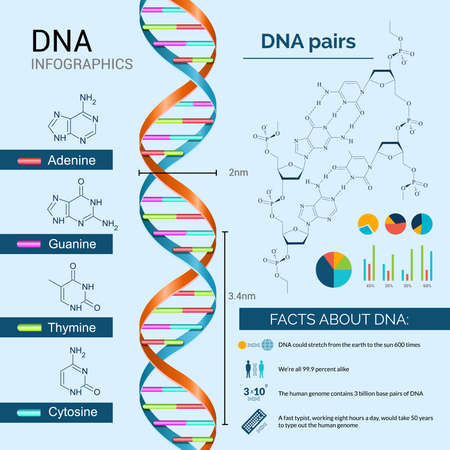 DNA scientific research infographics set with charts and diagrams vector illustrationのイラスト素材