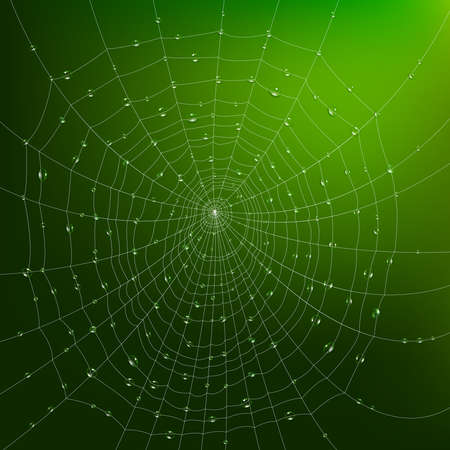 Realistic spider web with water drops on green background vector illustrationのイラスト素材
