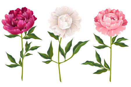 Pink and white peonies realistic set for decoration isolated vector illustrationのイラスト素材