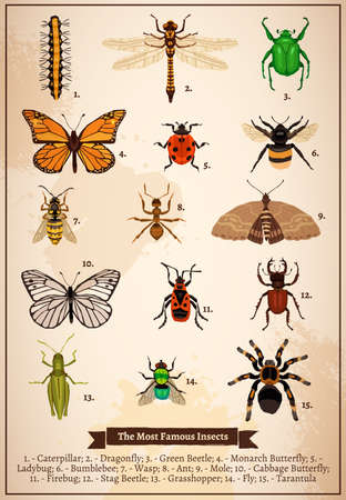 Vintage book page poster with set of different most famous insects drawn in doodle style vector illustrationのイラスト素材