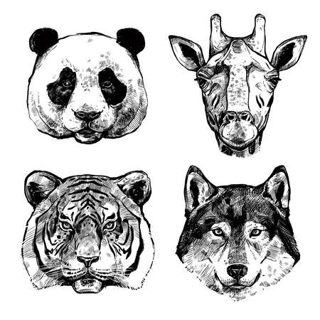 Black and white hand drawn animals portraits of panda giraffe tiger and wolf isolated vector illustrationのイラスト素材