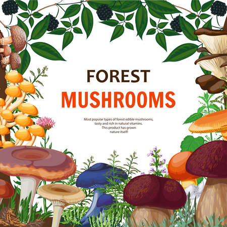 Forest background with decorative frame containing wild mushrooms field flowers and twig of bush with blackberries cartoon vector illustrationのイラスト素材