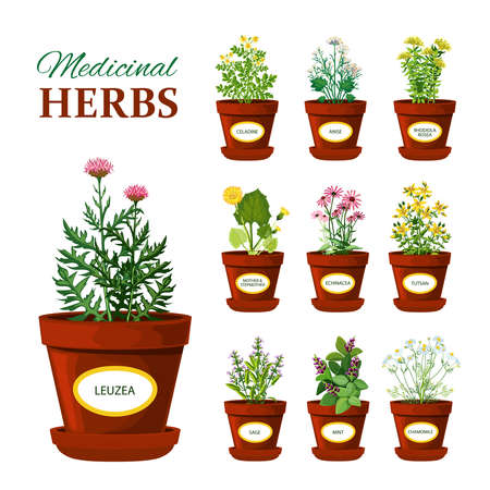 Set of medical herbs in pots with labels of leuzea sage mint mother and stepmother tutsan echinacea isolated vector illustrationのイラスト素材
