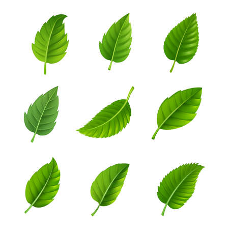 Various shapes and forms of green leaves set isolated vector illustrationのイラスト素材