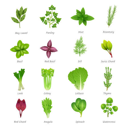 Icons set of different special herbs wich using in cooking with titles realistic isolated vector illustrationのイラスト素材