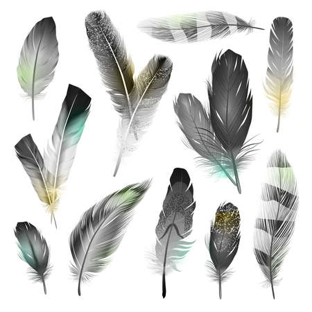 Bird black and white realistic feathers set  isolated vector illustrationのイラスト素材