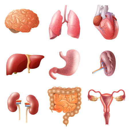 Different flat human organs set with brain heart lungs stomach bowels kidneys isolated on white...