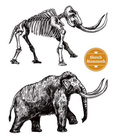Black and white sketch hand drawn mammoth and its skeleton on white background isolated vector illustrationのイラスト素材