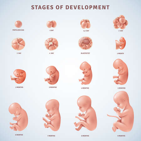 Set of isolated decorative icons showing stages of human embryonic development with period clarification in months realistic vector illustrationのイラスト素材